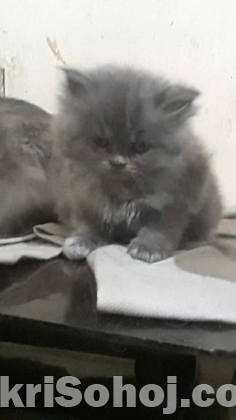 Persian kitten